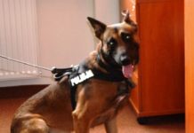 Dzięki trzem brzeszczankom psi senior trafił do domu