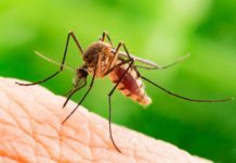Dlaczego gryzą nas komary?