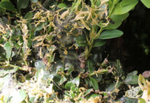 Ćma bukszpanowa zaatakowała w Brzeszczach