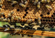 “Uwaga! Zgnilec amerykański pszczół – Obszar zapowietrzony”