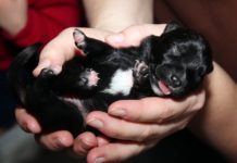 Zabiła szczeniaki, trafi przed sąd