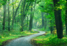 Tymczasowy zakaz wstępu do lasów i Parków Narodowych