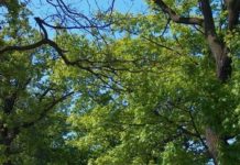 Nazieleńce – od 20 maja zmiana organizacji ruchu