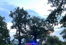 O krok od tragedii. Drzewo runęło na jezdnię – VIDEO