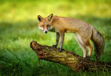 Szczepienia lisów przeciwko wściekliźnie