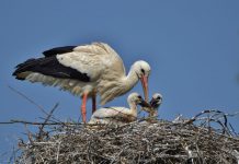 Nowe bocianie gniazdo przy ul. Odległej