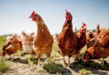 Hodujesz drób lub inne ptactwo? Musisz to zgłosić!