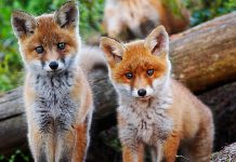 Akcja szczepienia lisów wolno żyjących przeciwko wściekliźnie