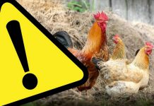 Zjadliwa grypa ptaków (HPAI)