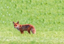 Wiosenna akcja ochronnego szczepienia lisów wolno żyjących przeciwko wściekliżnie