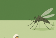 Gmina Brzeszcze walczy z plagą komarów – bezpieczne odkomarzanie w toku!