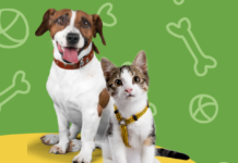 ZBIÓRKA CHARYTATYWNA ORGANIZOWANA PODCZAS MIĘDZYNARODOWEJ WYSTAWY PSÓW RASOWYCH – 5.10. 2025 r.