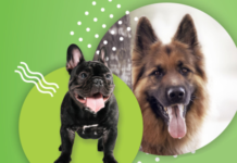 MIĘDZYNARODOWA WYSTAWA PSÓW RASOWYCH POD PATRONATEM BURMISTRZA BRZESZCZ – 5.10.2025 r.